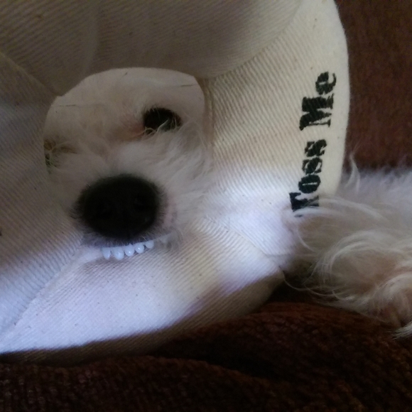 Meet your Posher, Jules - Picture 3 of 5